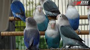 Burung lovebird merupakan burung yang paling banyak dipelihara. Pedoman Dan Aturan Mutasi Dalam Berternak Lovebird