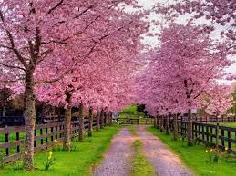 Download relaxing videos to use as sony, lg, vizio, tcl, panasonic, hisense, samsung smart tv screensavers by looping our 20 minute videos. Screensavers Wallpapers Top Free Screensavers Backgrounds Wallpaperaccess