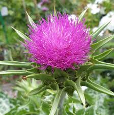 Mariendistel - Silybum marianum - Kräuterei - Bioland-Gärtnerei