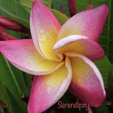 Pin By Liselle On Pickering Brook Frangipanis In 2020 Frangipani Plants Pickering