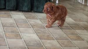 A cavapoo puppy from a reputable breeder can cost between $900 to $6,500. Charlotte Cavapoo Puppy For Sale Keystone Puppies