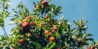 Saison Des Pommes Quelle Variete Pour Quelle Utilisation Beatrice