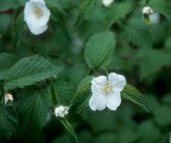 Image result for Rhodopentas