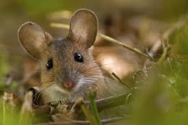 Waldmaus Forum Fur Naturfotografen Pet Mice Animals Beautiful Animals Friends