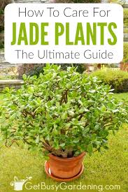 This plant can grow to 5 feet in height and live a very long time if kept healthy. Jade Plant Care Tips How To Grow Take Care Of A Jade Succulent