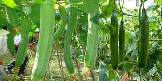 Image result for à¤¤à¥à¤°à¤ à¤¯à¤¾ à¤¤à¥à¤°à¤