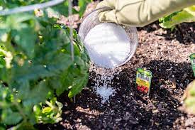 All you need to do is spread it on your grass and water it in. Can Epsom Salts Help Your Garden Thrive