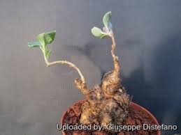 Image result for Senecio speciosus