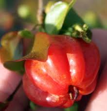 Flowering may occur several times a year. Surinam Cherry General Overview And Growing Info Tastylandscapetastylandscape