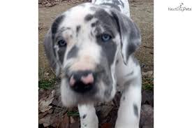 Great dane puppies indianapolis jasmine11806. Great Dane Puppy For Sale Near Indianapolis Indiana Ecd2b417 B1a1