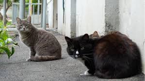Cats can easily become beloved companions, but not every stray is right for every human. How To Turn A Stray Cat Into A Pet