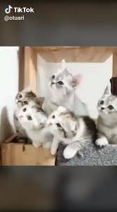 This 100 Photos Proves That Cats Are The Earth Cutest Animals Cat Pet Ilovecat In 2020 Cute Animals Cute Baby Animals Kittens Cutest