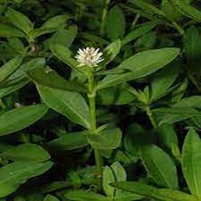Its botanical name is alternanthera sessilis belonging toamarantheceae family. Fresh Indian Ponnanganni Keerai Export Buy First Grade Ponnanganni Keerai Supplier In India Export Quality Fresh Ponnaganni Keerai Best Fob Price Ponnaganni Keerai Product On Alibaba Com