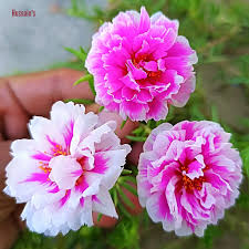 Image result for Portulaca