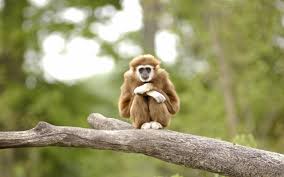 Image result for gibbon
