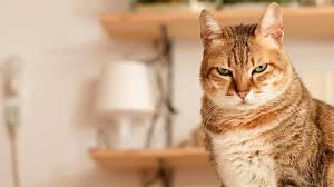 Neurologische störungen bei katzen betreffen das nervensystem und das gehirn. Ataxie Bei Katzen Informationen Zu Ursachen Und Tipps Fur Den Alltag Petplan
