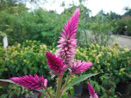 Image result for Celosia argentea