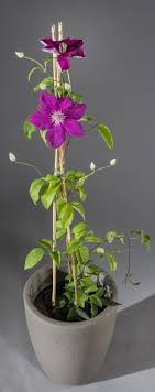 Maybe you would like to learn more about one of these? Waldrebe Ernest Markham Clematis Hybriden Ernest Markham Gunstig Online Kaufen