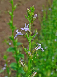 Image result for Lobelia trullifolia