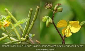 Image result for Senna occidentalis