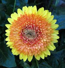 tangerine gerbera daisy kentlands flowers img 8037 gerbera flower most beautiful flowers flower names