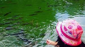 Siapa saja yang memakannya akan menderita seumur hidup; Apakah Ada Ikan Sakti Di Sungai Jernih 3 Tempat Wisata Dengan Sungai Jernih Penuh Ikan Seperti Di Jepang Dimatadunia Sebelum Masuk Di Dalam Air Sungai Anda Dapat Mengamati Dulu Apakah