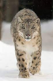 Jun 08, 2021 · video: Panthera Uncia Wikipedia La Enciclopedia Libre