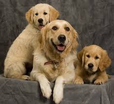 You also have to consider how your puppy will fit into your family. Training Golden Retrievers Sensible Dog Training