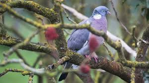 This company was more expensive than the cheapest. 2021 General Licences Issued For Shooting Pest Bird Species Farmers Weekly