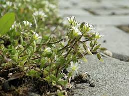 Image result for Cerastium afromontanum