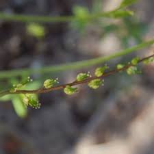 Image result for Triglochin bulbosa