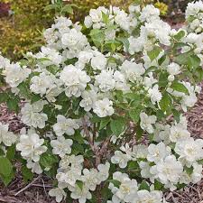 One word of caution is. Philadelphus Snow White Sensation White Flower Farm