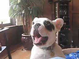 Jackie the puppy is already showing off that famous french bulldog behavior in this adorable clip. Buddy S Funny Barking Youtube