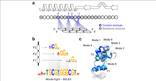 26.01565 u) may refer to: Dna Sequence Recognition By The C2h2 Zf Domain A Schematic Download Scientific Diagram