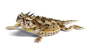 Horny Toad Lizard Facts Phrynosoma