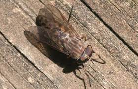 What Are Those Gigantic Flies
