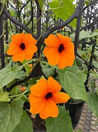 Image result for Thunbergianthus