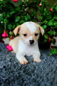 Below are all of the organizations in iowa from which you can adopt a dog. Adorable Chihuahua Puppies For Sale In Oregon City Oregon Classified Americanlisted Com