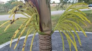 Image result for Acanthophoenix rubra