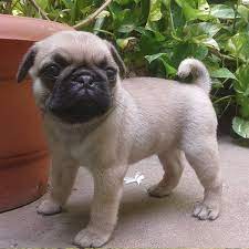 Forever love puppies has pug puppies for sale! 1 Pug Puppies For Sale In San Francisco Ca Uptown