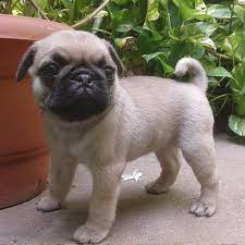 1 Pug Puppies For Sale In Dallas Tx Uptown Puppies