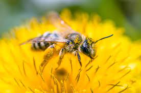 Pollination ecology is the study of the ecological and evolutionary relationships involved in the pollination process. How Bees Benefit Other Living Things One Green Planet
