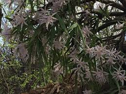 Image result for Aeschynomene mossambicensis