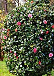 New Cost Free Camellia Bush Strategies Camellia Is Actually A Revered Evergreen Plant As Well As Hardwood That Camellia Plant Screen Plants Landscaping Plants