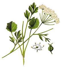 Image result for Pimpinella