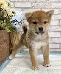 Find shiba inu puppies and breeders in your area and helpful shiba inu information. Shiba Inu Puppies For Sale In Seattle Wa