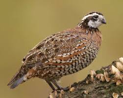 Big Black Birds In Missouri Missouri State Game Bird Bobwhite Quail Partridge Backyard Birds Game Birds Coastal Birds