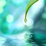 Rain Gardens – A Beautiful Way to Capture the Rain