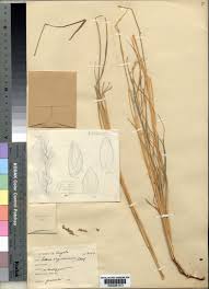 Image result for Setaria lindenbergiana