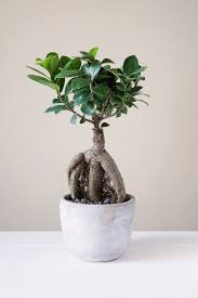 Pin On Plants